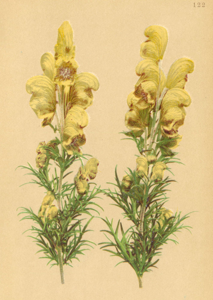 ALPENFLORA ALPINE FLOWERS. Aconitum Anthora L-Giftheil-Eisenhut 1897 old print